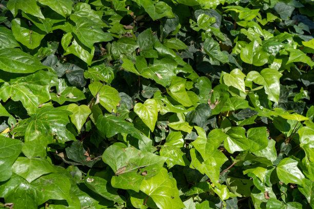 公园里铺满了常春藤的叶子。绿叶背景。图片下载