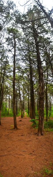平行森林垂直全景图片下载