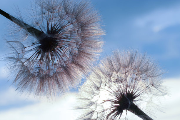 蓝色蒲公英花背景，软聚焦特写。脆弱。台式电脑的背景。蒲公英花种子球近在蓝色背景，水平视图。轮廓的花图片下载