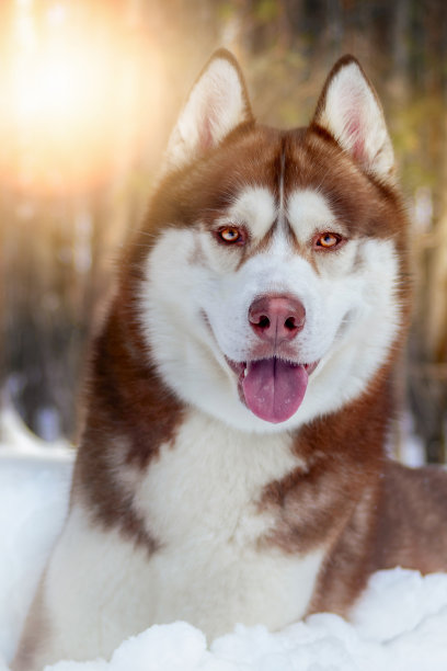可爱的西伯利亚哈士奇在夜晚，在冬天阳光明媚的森林里繁殖。红哈士奇狗肖像图片下载