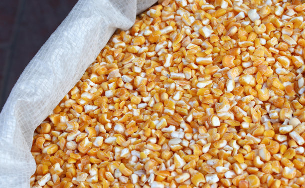 有机玉米粒背景图片下载