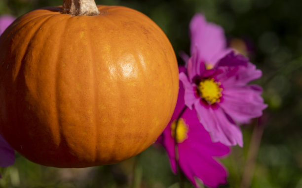 南瓜在宇宙花前图片下载