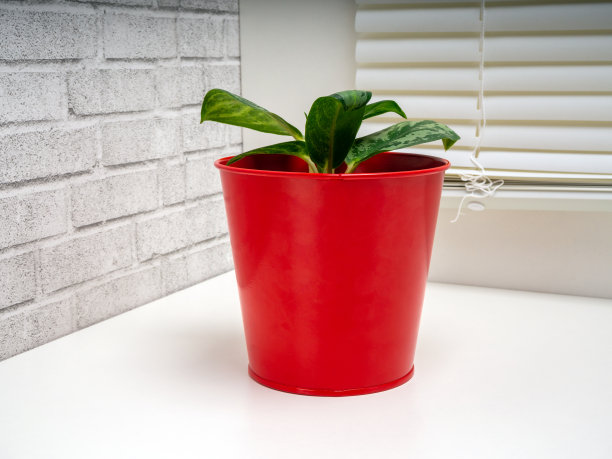 Aglaonema是一种开花植物图片下载