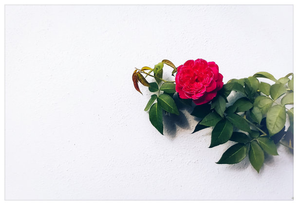 寂寞的玫瑰图片下载