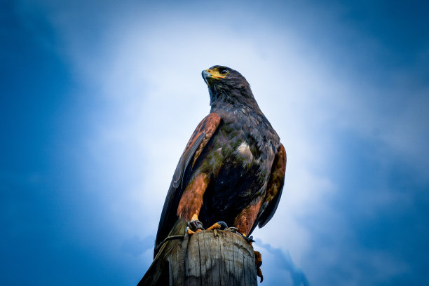 雄鹰与蓝天背景图片下载