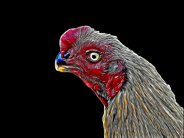 美丽的插图公鸡孤立在纯黑色的背景图片下载
