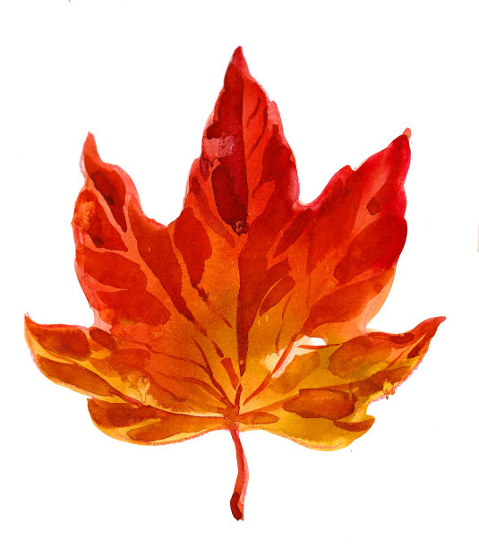 秋天的叶子图片下载