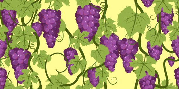 葡萄藤上一串串紫红色的葡萄。浓密的灌木上有浆果的树枝。年轻的葡萄园。甜蜜的秋收。在黑暗的背景。无缝的水平组合。向量。图片下载