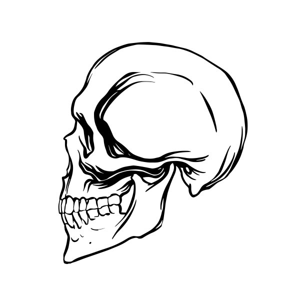 线性风格的人类头骨侧面图，矢量插画图片下载