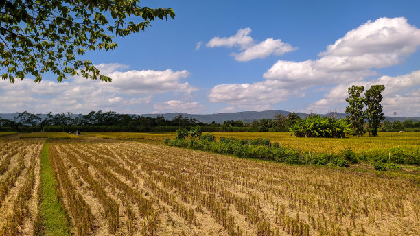 可以看到山脉全景的稻田图片下载