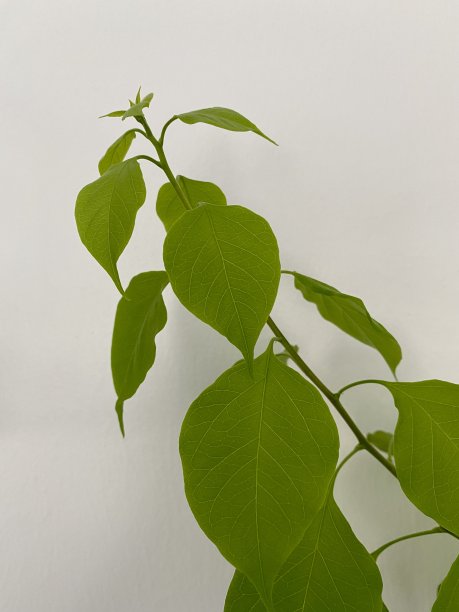 白色墙上的绿叶花图片下载