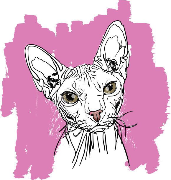 狮身人面像猫的肖像图片下载