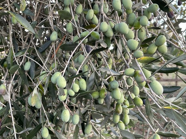 意大利罗马橄榄植物上的橄榄果实图片下载