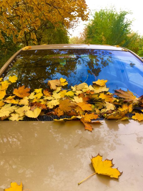 秋天的落叶由汽车。秋天图片下载
