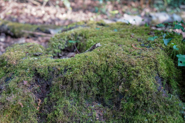 一个长满苔藓的树桩的特写图片下载