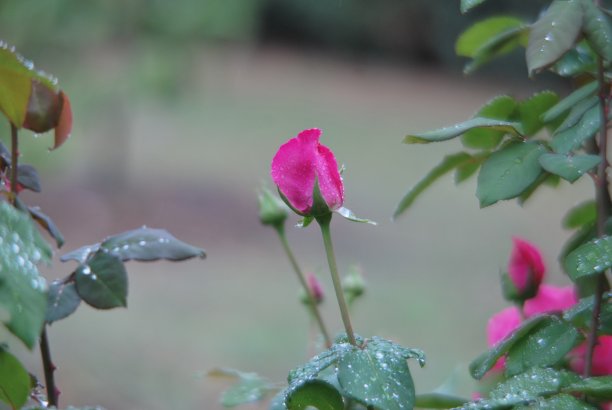 玫瑰花蕾。花。玫瑰图片下载
