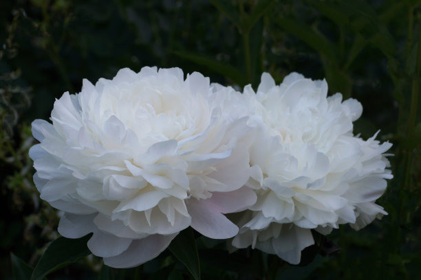 芍药。重瓣白色牡丹花。图片下载