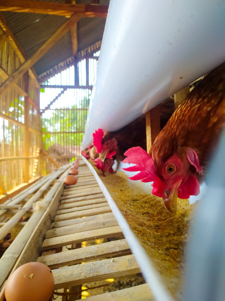 鸡吃的时间图片下载