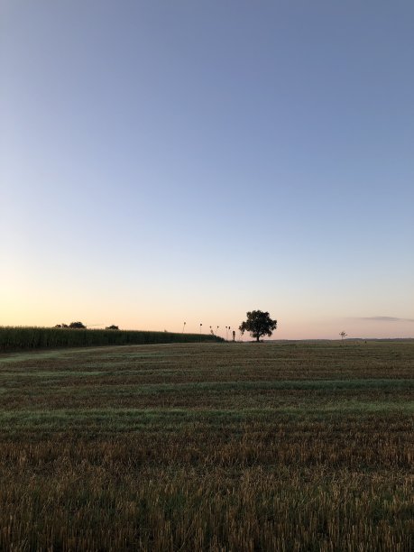 在黄昏的灯光下，一棵孤独的树图片下载