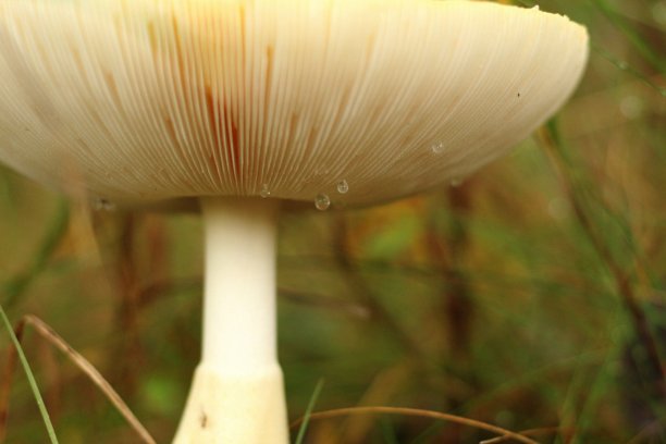 下面一个蘑菇图片下载