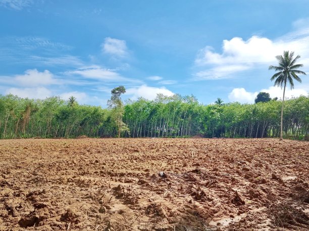 空地耕过田地。准备种植一个花园。有树木周围的土地和天空可以看到。图片下载