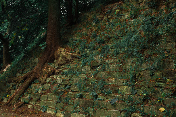 黑暗神秘的木地地标处的户外景观废墟石建筑与苔藓和墙壁和大树与巨大的根秋景照片图片下载