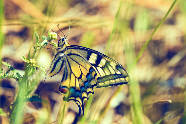 燕尾蝶。野外的黑色和黄色昆虫的微距照片。蝴蝶翅膀特写图片下载
