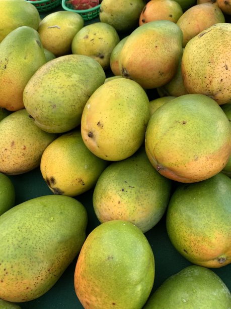 佛罗里达州西棕榈滩当地户外绿色市场的新鲜Keitt Jumbo芒果水果图片下载