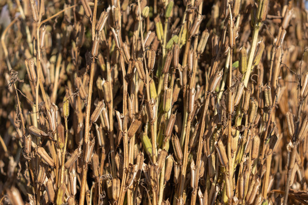 干芝麻花背景地里图片下载