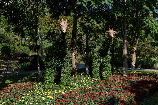 各种各样的菊花做成的形状图片下载