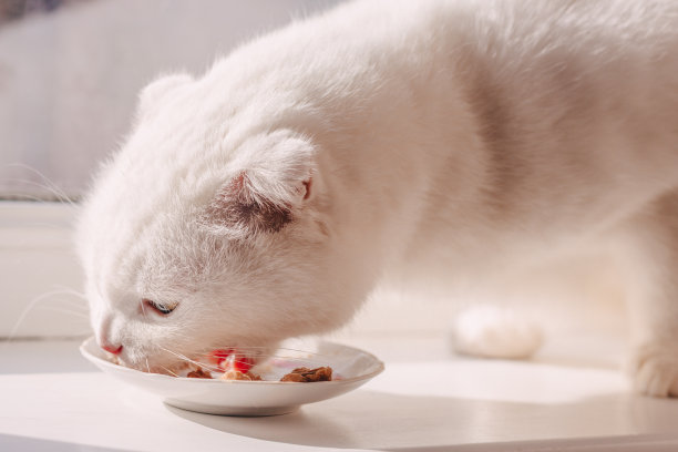 饥饿的白色苏格兰折猫吃湿猫粮罐头食品在一个盘子在白色的窗台上图片下载
