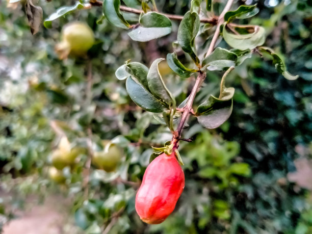 石榴出价。图片下载