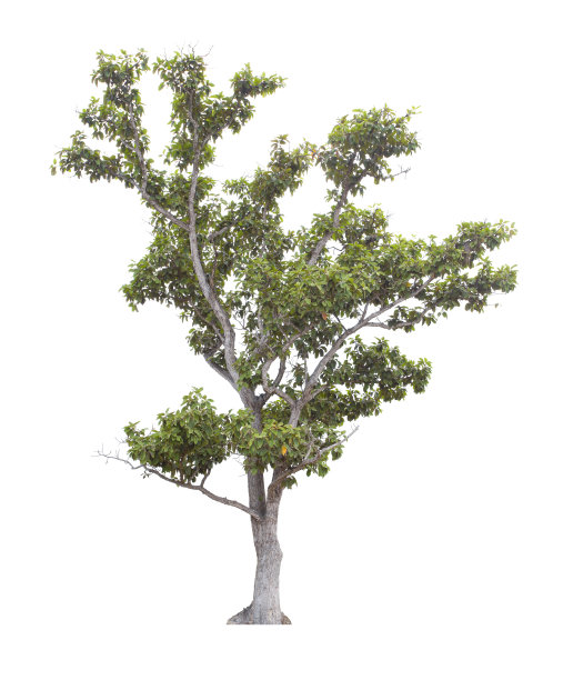 新鲜的大树苍翠孤立图片下载