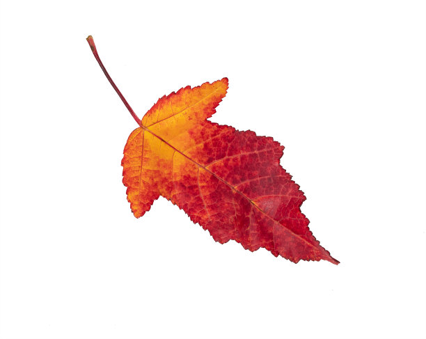 白色背景上银杏树的孤立的明亮的秋天叶子图片下载