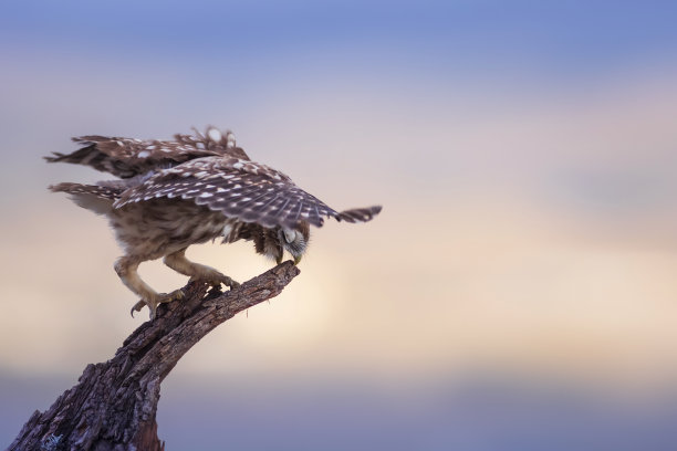 小猫头鹰。色彩斑斓的自然背景。雅典娜夜蛾属。图片下载