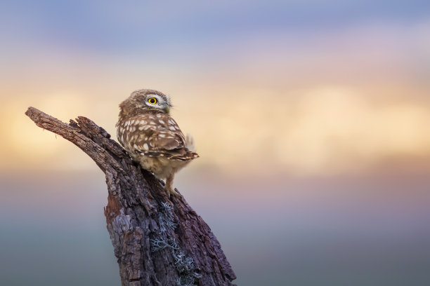 小猫头鹰。色彩斑斓的自然背景。雅典娜夜蛾属。图片下载