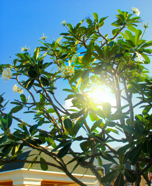模糊的鸡蛋花树在蓝色的天空背景。美丽的盛开plumeria图片下载