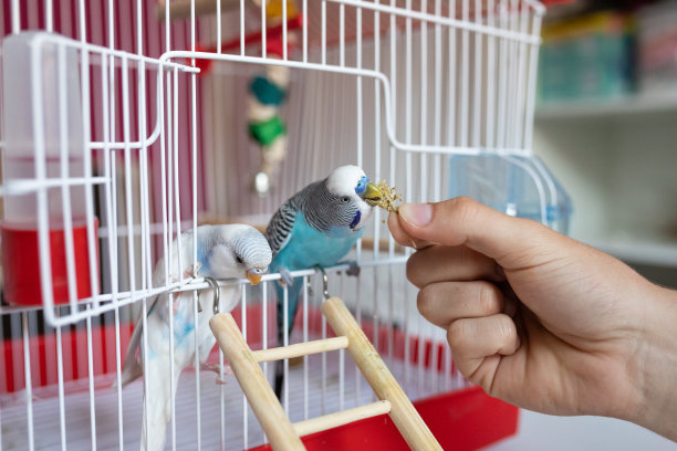 长尾小鹦鹉吃人的手图片下载