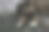 一只漂亮的猫躺在草地上，张大嘴巴，龇着大牙齿图片下载