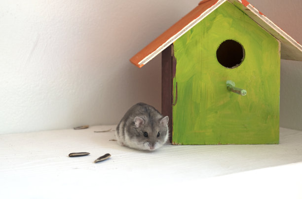 宠物仓鼠离开笼子在房子里图片下载