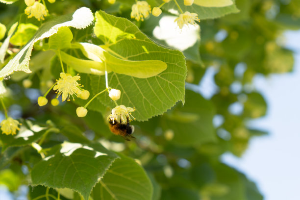 大黄蜂坐在盛开的菩提树花上。夏季的心情。蜂蜜的植物。图片下载