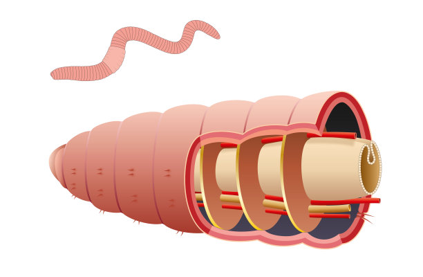 蚯蚓隔膜是一种足够灵活的膜，可以允许内部肌肉收缩图片下载