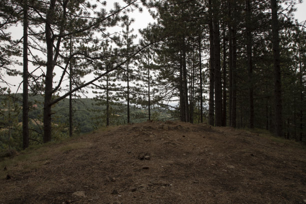 一座山森林图片下载