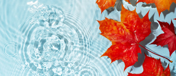 红色的枫叶在蓝色透明干净的水中图片下载