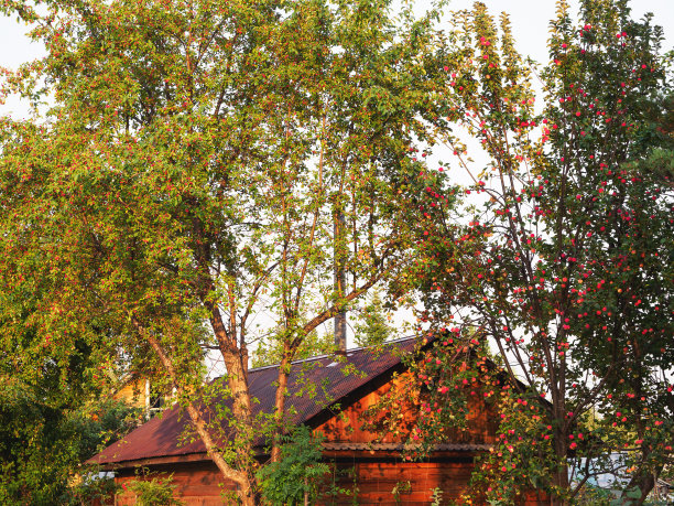 日落时分树林中的木屋。农村图片下载