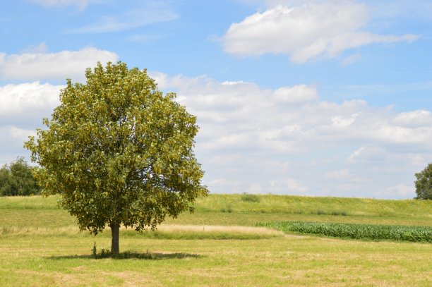 树在自然界中图片下载