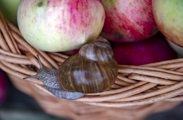 一只蜗牛沿着装满红苹果的柳条篮子的边缘爬行。图片下载