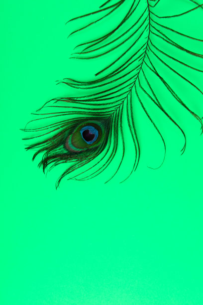 彩色纸上的孔雀羽毛图片下载