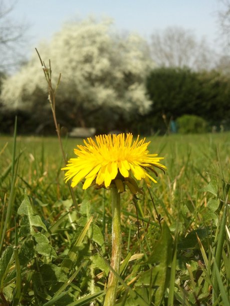 F.H.Wigg。图片下载