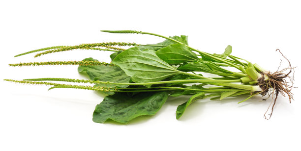 芭蕉的绿叶。图片下载